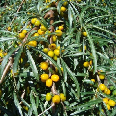 Облепиха ЖЕЛТОПЛОДНАЯ в Раменском