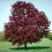 Клен РОЯЛ РЕД остролистный в Раменском