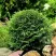 Туя ДАНИКА западная в Раменском