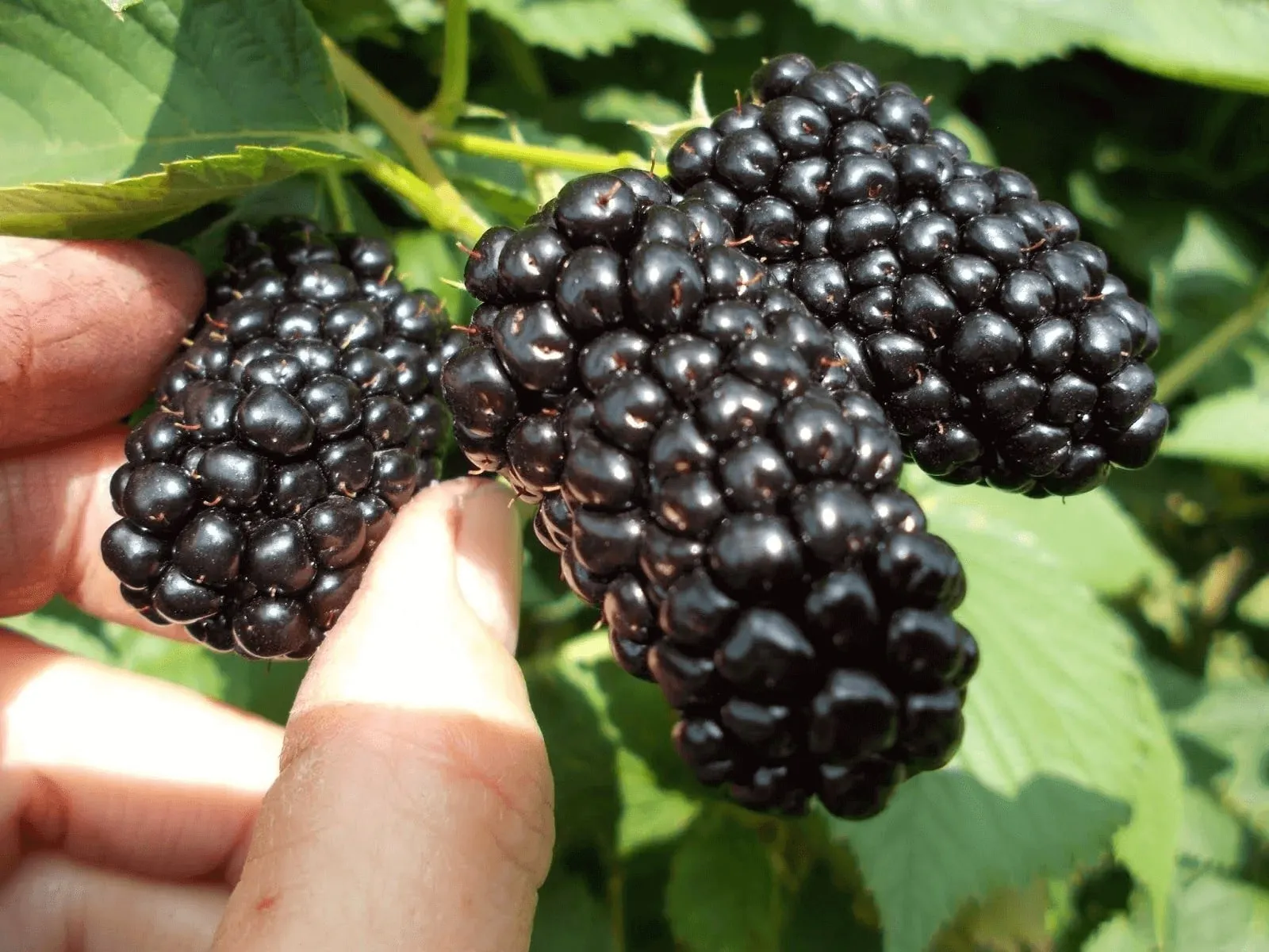 саженцы бесшипной ежевики саженцы бесшипной ежевики