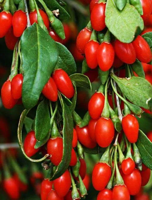 Ягоды годжи