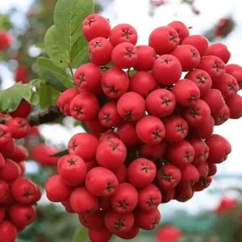 Саженцы рябины Саженцы рябины