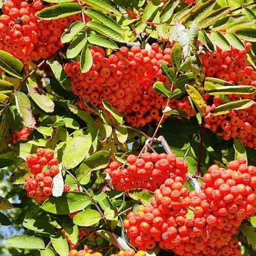 Рябина  Рябина