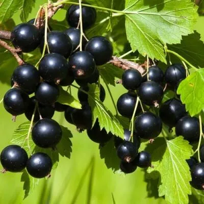 Саженцы смородины оптом  Саженцы смородины оптом в Раменском