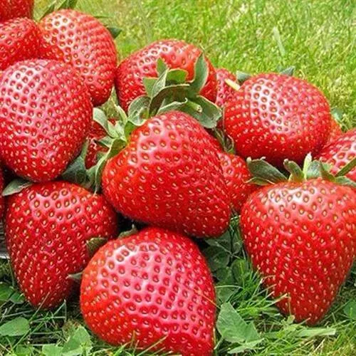 Клубника ЭЛИАНЕ  Клубника ЭЛИАНЕ в Раменском