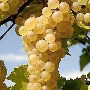 Неукрывные сорта   Неукрывные сорта  в Раменском