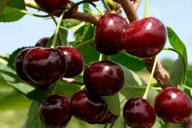 Обновление ассортимента саженцев черевишни: новые сорта в продаже! Обновление ассортимента саженцев черевишни: новые сорта в продаже!