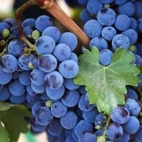 Винный   Винный  в Раменском