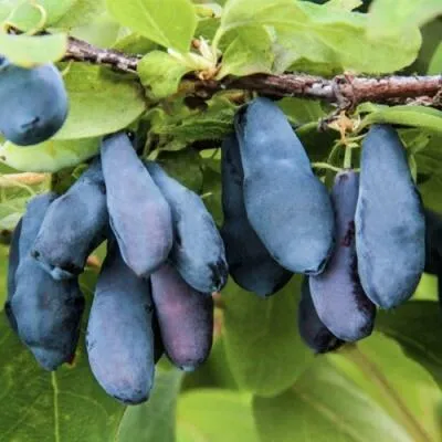 Саженцы жимолости оптом  Саженцы жимолости оптом в Раменском