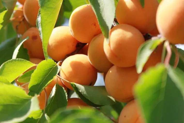 Обновление ассортимента саженцев абрикосов: новинки для садоводов! Обновление ассортимента саженцев абрикосов: новинки для садоводов!