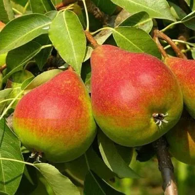 Саженцы груши оптом  Саженцы груши оптом в Раменском