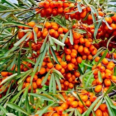 Саженцы облепихи оптом  Саженцы облепихи оптом в Раменском