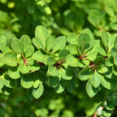 барбарис зеленый.jpg барбарис зеленый.jpg