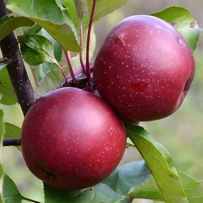 Красномясая в Раменском