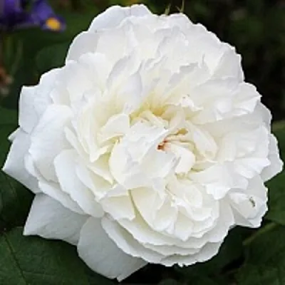 Саженцы роз ВИНЧЕСТЕР КАФЕДРАЛ английская  Саженцы роз ВИНЧЕСТЕР КАФЕДРАЛ английская в Раменском