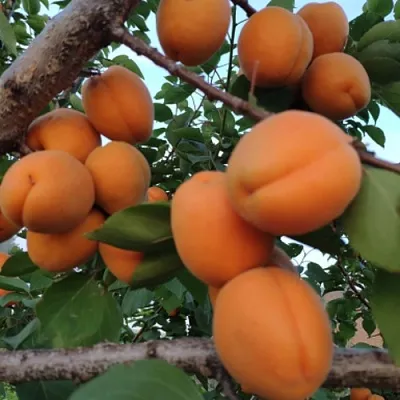 Абрикос ГОЛД РИЧ  Абрикос ГОЛД РИЧ в Раменском