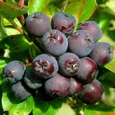 Рябина ЛИКЁРНАЯ сладкоплодная  Рябина ЛИКЁРНАЯ сладкоплодная в Раменском