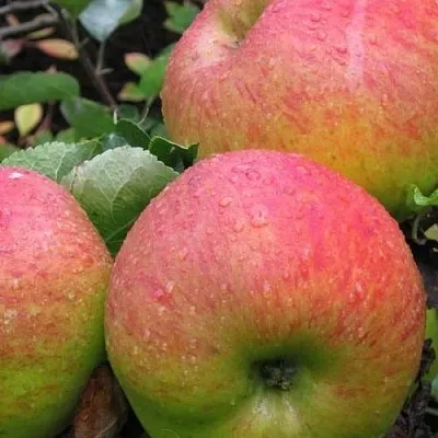 Яблоня ЯБЛОЧНЫЙ СПАС  Яблоня ЯБЛОЧНЫЙ СПАС в Раменском