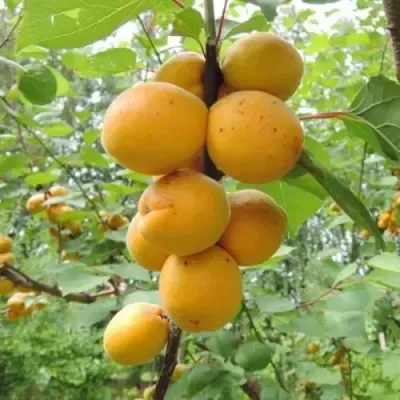Абрикос ДЕСЕРТНЫЙ ГОЛУБЕВА в Раменском