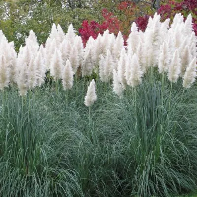 Кортадерия белая (пампасная трава) в Раменском