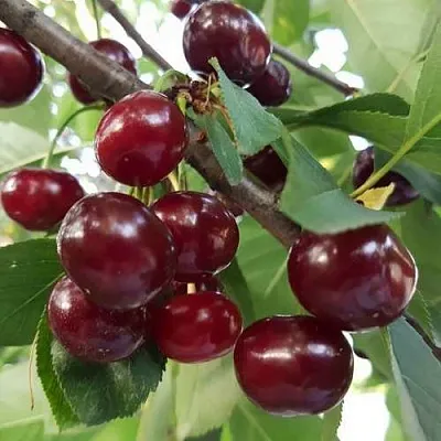 Дюк СЛАВЯНКА  Дюк СЛАВЯНКА в Раменском