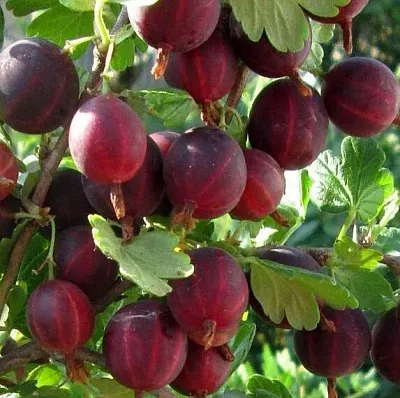 Крыжовник ХИННОМАКИ РОТ в Раменском