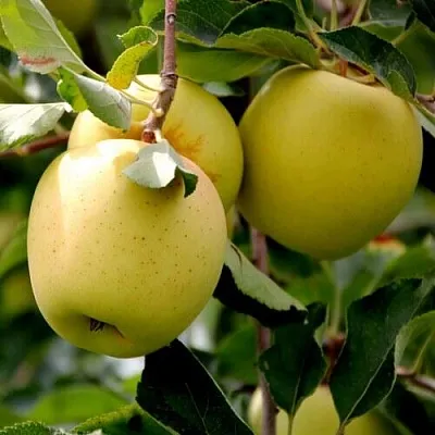 Яблоня ГОЛДЕН ВЛАДИМИРСКИЙ  Яблоня ГОЛДЕН ВЛАДИМИРСКИЙ в Раменском