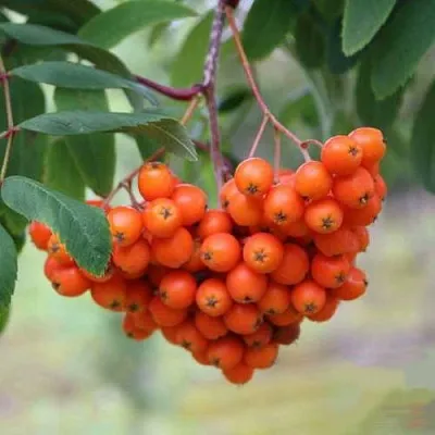 Рябина ВЕФЕД сладкоплодная  Рябина ВЕФЕД сладкоплодная в Раменском