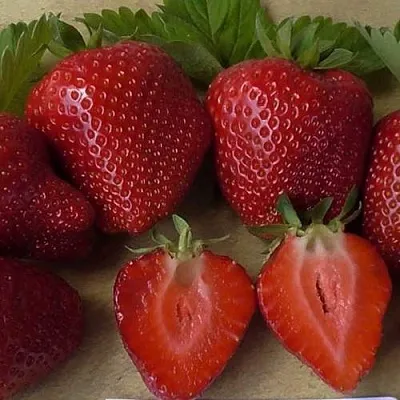 Клубника САНДРА  Клубника САНДРА в Раменском