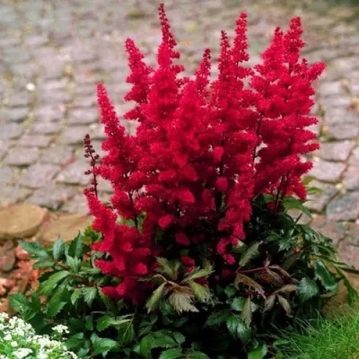 Астильба ГЛАТ Арендса — описание сорта Астильба ГЛАТ Арендса в Раменском