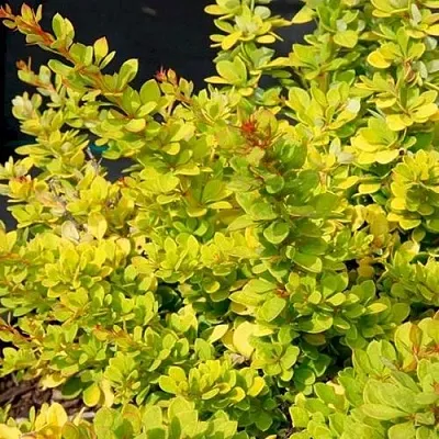 Барбарис СЕНСЕЙШЕН тунберга  Барбарис СЕНСЕЙШЕН тунберга в Раменском