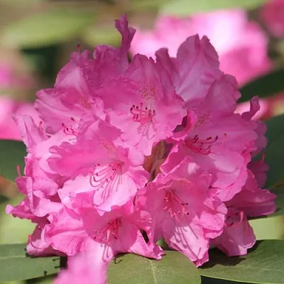 Рододендрон ЛУМИНА в Раменском