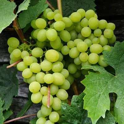 Виноград АЛЕШЕНЬКИН  Виноград АЛЕШЕНЬКИН в Раменском