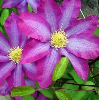 Клематис КАКИО в Раменском