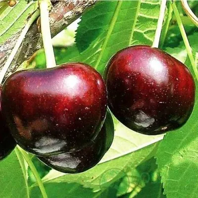 Черешня САММИТ в Раменском