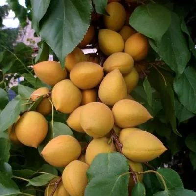 Абрикос МАНИТОБА в Раменском