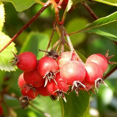 Боярышник ШАМИЛЬ в Раменском