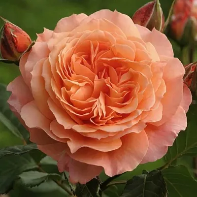 Саженцы роз БЕЛЬВЕДЕР шраб  Саженцы роз БЕЛЬВЕДЕР шраб в Раменском