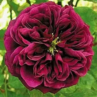 Саженцы роз ЗЕ ПРИНЦ английская  Саженцы роз ЗЕ ПРИНЦ английская в Раменском