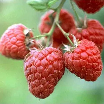 Малина ХЕРИТЕЙДЖ  Малина ХЕРИТЕЙДЖ в Раменском