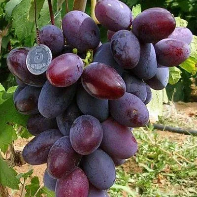 Средние сорта  Средние сорта в Раменском