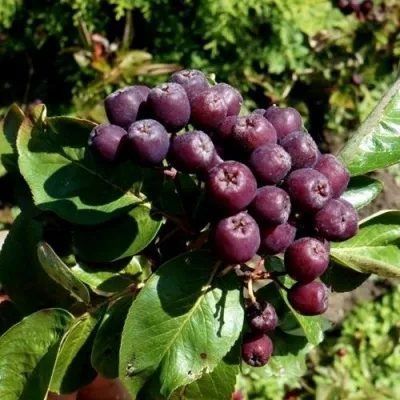 Рябина ЛИКЁРНАЯ сладкоплодная — описание сорта Рябина ЛИКЁРНАЯ сладкоплодная в Раменском