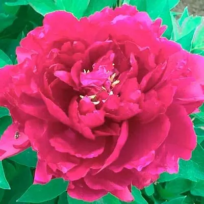 Пион ОСТРОВНОЙ МИНИСТР древовидный  Пион ОСТРОВНОЙ МИНИСТР древовидный в Раменском