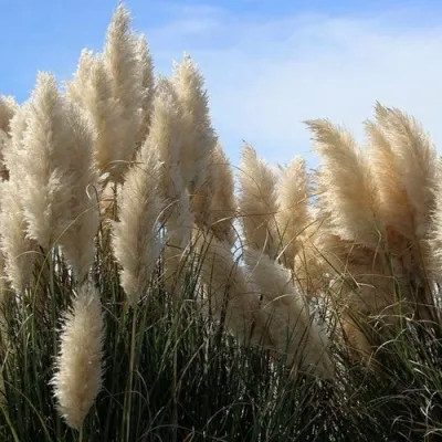 Кортадерия белая (пампасная трава) в Раменском