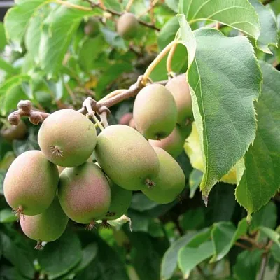 Актинидия ЛЮСИ аргута   Актинидия ЛЮСИ аргута  в Раменском