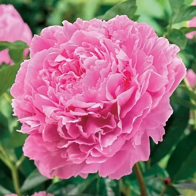 Пион МИСС ЭКХАРТ травянистый  Пион МИСС ЭКХАРТ травянистый в Раменском