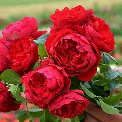 Саженцы роз ФЛОРЕНТИНА плетистая  Саженцы роз ФЛОРЕНТИНА плетистая в Раменском