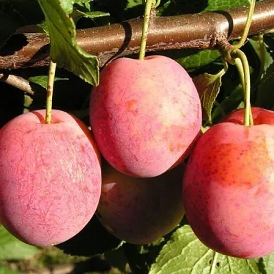 Слива ВИКТОРИЯ  Слива ВИКТОРИЯ в Раменском