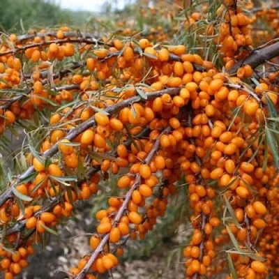 Облепиха ПЕРЧИК  Облепиха ПЕРЧИК в Раменском