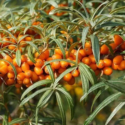 Облепиха РОСИНКА  Облепиха РОСИНКА в Раменском